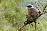 Hulman rudolici - Semnopithecus vetulus - Purple-faced Leaf Monkey o6787